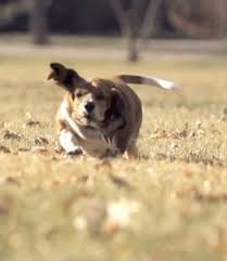I Can Has Cheezburger Basset Hound Funny Animals Online Cheezburger The main disadvantage of this breed is its tendency to drool and howl during loneliness or anxiety. i can has cheezburger