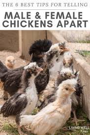 Their combs (on top of their heads) and wattles (hanging down from cheek area) are more noticeable and redder. How To Tell Hens And Roosters Apart What S The Difference