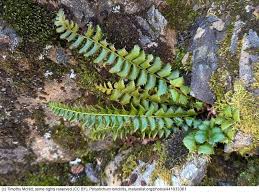 Image result for Lonchitis