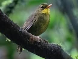 Image result for Xylotheca tettensis