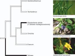 Image result for Exochaenium oliganthum