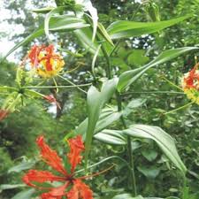 Image result for Corallocarpus epigaeus