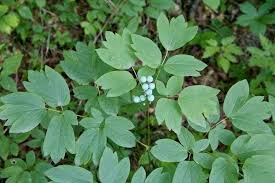 Blue Cohosh Vs Black Cohosh Spiceography Showdown Spiceography