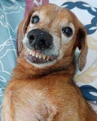 Pin On Dog