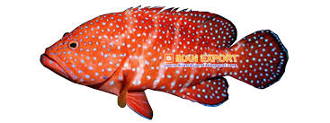 Cysta parasit protozoa, kata aji saat dihubungi kompas.com, minggu (16/2/2020). Ikan Eksport Kerapu Merah Bintik Tobakoe
