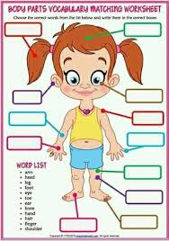 Worksheets are match column a with column write the letter of the, bones in our bodies, take care of your body, bones muscles and joints, our bodies grade level, human body, name your lungs, k to grade 2 human body series immune. Kg 2 Grade 2 Parts Of John Federoff International School Facebook