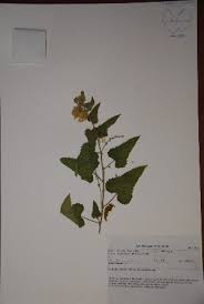 Image result for Tragia okanyua