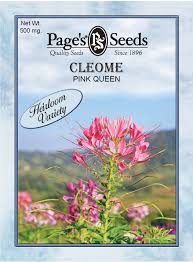 Image result for Cleome