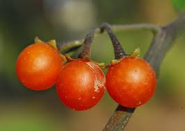 Image result for Solanum villosum