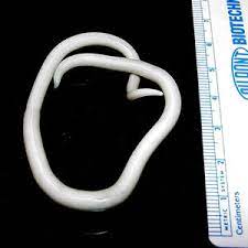 Spulwürmer (ascaris lumbicoides) sind weltweit verbreitet, vor allem bei kindern. Spulwurm Wikipedia