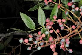 Image result for Anacardiaceae