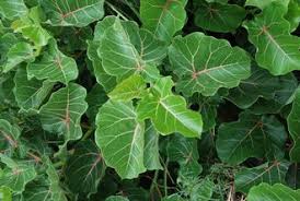 Image result for Ficus abutilifolia