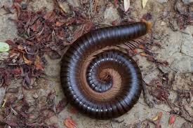That's a lot of feet! Millipede Or Centipede Houseman Pest