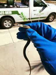 We seek to provide an excellent experience to customers by providing hard working technicians, top quality products, and a safe experience. Valley Guard Pest Control Looks Like It S Not Just Bug Season In Simi Valley This Is A Harmless Garter Snake Facebook