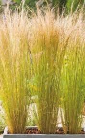 Rich Saved To Richziergraser Im Topf Fur Terrasse Und Balkon Ornamental Grasses Balcony Plants Balcony Garden