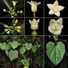 Image result for Zehneria