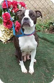We did not find results for: Marietta Ga Boston Terrier Mix Meet Mila A Dog For Adoption Looks Like Boston Boxer To Me Love Dog Adoption Pet Adoption Terrier Mix
