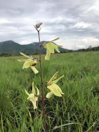 Image result for Eulophia flavopurpurea