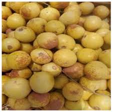 Image result for Macrotyloma maranguense
