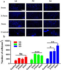 See my world through your eyes. Fabrication And Characterization Of 3d Printed Gellan Gum Starch Composite Scaffold For Schwann Cells Growth