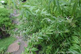 I want to grow several lemon verbena plants in my herb garden this year so today was the perfect day to take cuttings. January 2016 Janet Davis Explores Colour