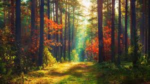 Automne dans la forêt, les rayons du soleil tombent à travers la brume et un bel arbre rouge. 5 122 490 Automne Photos Libres De Droits Et Gratuites De Dreamstime