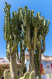 Image result for Euphorbia candelabrum