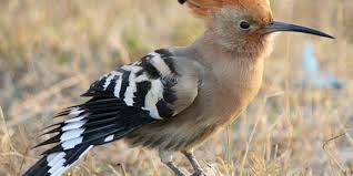 We did not find results for: Ini Nama Lain Burung Hud Hud Di Indonesia Islampos