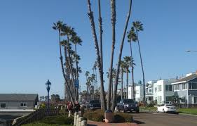 For more details, please contact our administrative office at +971 4 3947017 www.thepalmsnurserydubai.com. Not Wanted In Oceanside More Palm Trees San Diego Reader