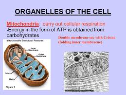 We did not find results for: The Structure Function Of Cells Ppt Video Online Download