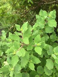 Image result for Tetradenia bainesii