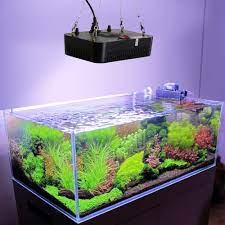 Beranekaragam ikan dengan corak warna yang unik memberikan nuansa pemandangan tersendiri apabila ditaruh di dalam aquarium sebagai bentuk miniatur kehidupan hewan air laut. Coral Lampu Led Lampu Untuk Akuarium Laut 140 W Ikan Tangki Lampu Tanaman Air Hewan Peliharaan Hewan Tumbuh Air Tawar Aquarium Coral Light Aquarium Lightfreshwater Aquarium Light Aliexpress