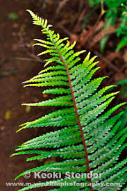 Image result for Asplenium gemmascens