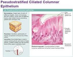Pin By Kaveh Hatami On Histology Human Anatomy And Physiology Medical Anatomy Tissue Biology
