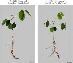Image result for Teramnus repens