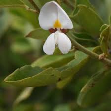 Image result for Baphia massaiensis