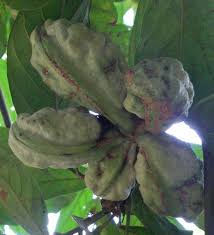 Image result for Cola mossambicensis