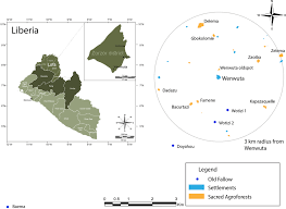 Image result for Vepris myrei