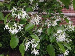 Check spelling or type a new query. Some Shrubs Best Pruned After Flowering Indiana Yard And Garden Purdue Consumer Horticulturepurdue University Indiana Yard And Garden Purdue Consumer Horticulture