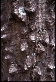 Image result for Mayaca baumii