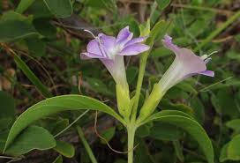 Image result for Barleria lancifolia