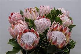 Protea Flowers Care Growing Guide Protea Flower King Protea Protea