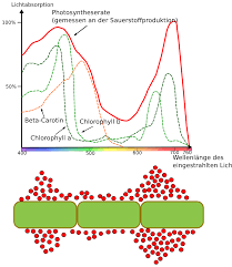 Certains processus naturels sont épatants, à la limite du crédible. Photosynthese Biologie