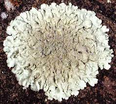 The cause of lichen planus is usually not known, although possible causes include: Lichen Definition Symbiotic Relationship Mutualism Types Facts Britannica
