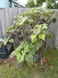 Image result for Hernandiaceae