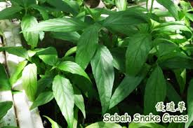 One comment mentioning about taking 5 sachets of ssg teabag daily for 3 days and experienced severe joint pains, who asked him to take so much teabag. Seniorsaloud Bombarded With Health Tips And Miracle Cures