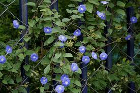 Image result for Jacquemontia