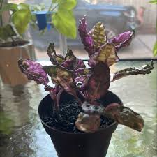 Maybe you would like to learn more about one of these? How To Care For Purple Waffle Plant In Portland Or