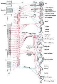 Image result for Autonomic Dysfunction