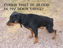 This is a screening test run on urine to check for bladder cancer in dogs. Causes Of Blood In Dog Urine Pethelpful
